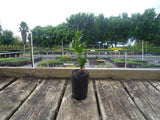 English Box - Buxus Sempervirens