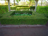 English Box - Buxus Sempervirens