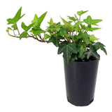 Hedera Helix - English Ivy Hahn's Self-Branching Hedera Helix