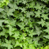 English Ivy | Hedera Helix | Hahn's Self-Branching Climbing Plant  This vigorous evergreen dense-branching climber has dark green leaves on many branching stems. Ideal as a dense ground cover in semi shaded situations. It looks great in containers and hanging baskets and trained as topiary. It's also fantastic as a groundcover, climber up walls, structures and trees, even as a sprawling shrub, does well in shade.