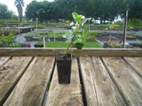 Escallonia iveyi END OF BATCH / IMPERFECT STOCK