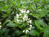 Escallonia Iveyi Hedge Australia