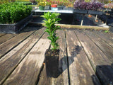 Euonymus Tom Thumb - japonicus 'Microphyllus'