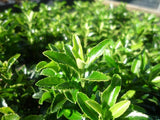 Euonymus Tom Thumb - japonicus 'Microphyllus'