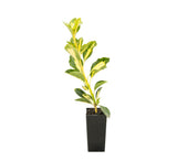 Gold-Spot Euonymus - japonicus 'Aureo-Variegata'