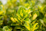 Gold-Spot Euonymus - japonicus 'Aureo-Variegata'