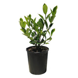 Gardenia Augusta Florida - 140mm pot