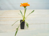 Gazania Kiss Orange END OF BATCH / IMPERFECT STOCK