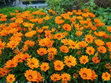 Gazania Kiss Orange END OF BATCH / IMPERFECT STOCK