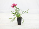 Gazania Kiss Rose END OF BATCH SALE
