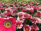 Gazania Kiss Rose END OF BATCH SALE