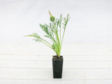 Gazania Kiss White END OF BATCH /IMPERFECT STOCK