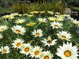 Gazania Kiss White END OF BATCH /IMPERFECT STOCK