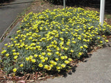 Gazania Yellow