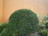 Glossy Abelia - Abelia x Grandiflora