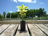 Euonymus japonicus (Golden) - Aureo-marginatus