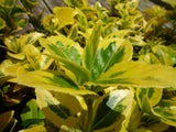 Euonymus japonicus (Golden) - Aureo-marginatus