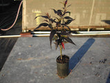 Goldfussia - Strobilanthes anisophyllus