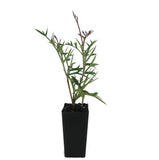Grevillea Bronze Rambler