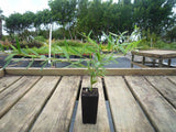 Grevillea Forest Rambler