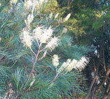 Grevillea Moonlight