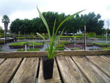 New Zealand Flax Green - Phormium Tenax