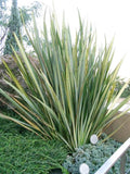 New Zealand Flax Green - Phormium Tenax