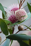 Pin-cushion Hakea Laurina