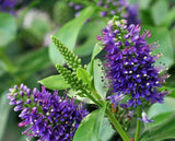Hebe Blue Gem