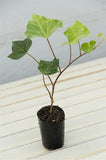 Hedera Canariensis - Canary Island Ivy