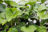 Hedera Canariensis - Canary Island Ivy