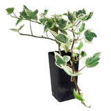 English Ivy Variegated - Hedera helix Variegata