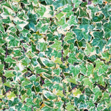 English Ivy Variegated - Hedera helix Variegata