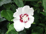 Hibiscus Syriacus Red Heart