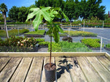 Illawarra Flame Tree - Brachychiton Acerifolia