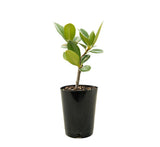 Indian Hawthorn - Rhaphiolepis Indica