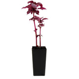 Iresine Bloodleaf - Iresine Herbstii