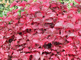 Iresine Bloodleaf - Iresine Herbstii
