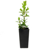 Japanese Box - Buxus Microphylla Japonica