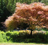 Japanese Maple - Acer Palmatum