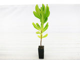 Japanese Pittosporum - Pittosporum tobira