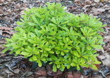 Japanese Pittosporum - Pittosporum tobira