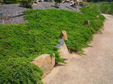 Lutchuensis Juniper - Juniperus Taxifolia