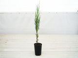 Juniperus Skyrocket - Juniperus Virginiana