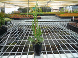 Spartan Juniper conifer - Juniperus Chinensis Spartan