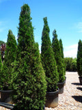 Spartan Juniper conifer - Juniperus Chinensis Spartan