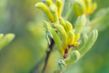 Kangaroo Paw Green - Anigozanthos flavidus