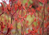 Kangaroo Paw Red - Anigozanthos flavidus