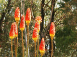 Red Hot Poker - Kniphofia Papaya Popsicle