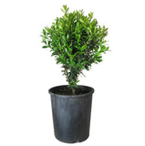 Korean Box - Buxus Microphylla Microphylla - 140mm pot